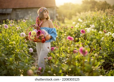 Portrait of a young stylish woman stands with a basket full of colorful freshly picked up dahlias on rural flower farm on sunset