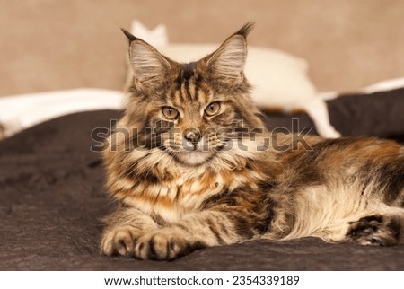 Portrait of a young tortoiseshell Maine Coon cat, which lies on a chocolate blanket on the bed. Close-up from the side