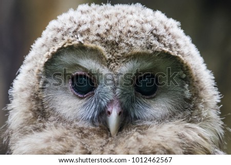 Portrait of a young ural owl
