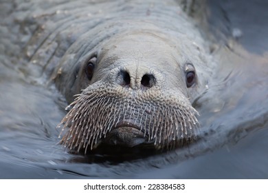 The Portrait Of Young Walrus A Closeup