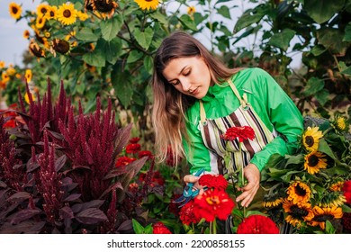 Portrait Of Young Woman Gardener Picking Red Zinnias Sunflowers Amaranth In Summer Garden Using Pruner. Cutting Fresh Flowers. Growing Organic Plants