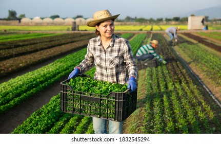 Portrait Of Young Woman Seasonal Farm Worker Picking Organic Corn Salad On Field