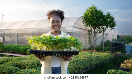 A portrait of a young woman who owns an African organic vegetable farm with cute faces holding a seedling tray of vegetable seeds. to be transported to the nursery, greenhouse.
Female business owner. - Powered by Shutterstock