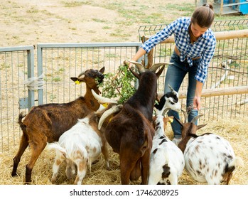 Portrait of young woman working in open stall on goat farm, feeding animals with fresh grass