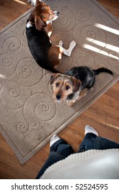 Portrait Of A Young Yorkshire Terrier Beagle Mix Dog Looking Up At His Owner.  Shallow Depth Of Field.