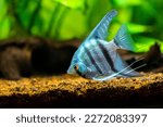 portrait of a zebra Angelfish in tank fish with blurred background (Pterophyllum scalare)