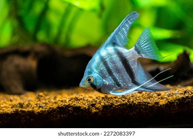 retrato de un pez cebra Angelfish en peces tanque de fondo borroso (Pterophyllum scalare)