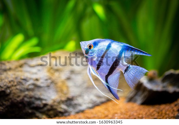 portrait of a zebra Angelfish in\
tank fish with blurred background (Pterophyllum\
scalare)
