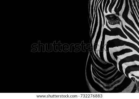 portrait of zebra. Black and white version.