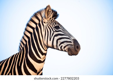 Portrait of a zebra with blue sky in South Africa