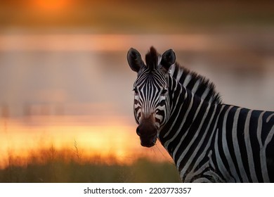 Portrait of a zebra. Close-up, side shot of zebra against glow of rising sun and gold colored river in background.  African wild animals in artistic stylization. Nxai Pan National Park, Botswana.  - Powered by Shutterstock