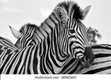 portrait of a zebra at the kruger national park south africa