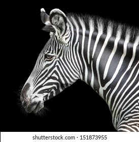 portrait of zebra on background 