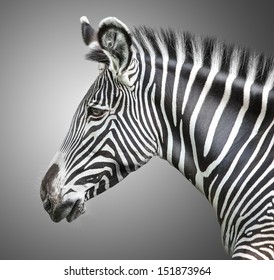 動物 横顔 Images Stock Photos Vectors Shutterstock