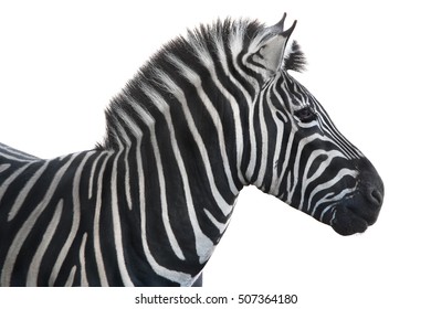 portrait Zebra  a on white background