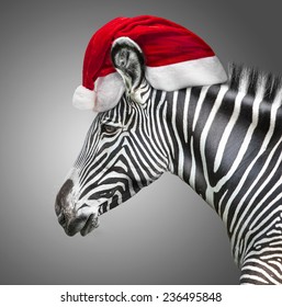 zebra with santa hat