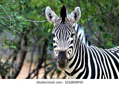 Portrait Of A Zebra - South Africa