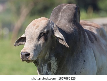 Zebu Images Photos Et Images Vectorielles De Stock Shutterstock