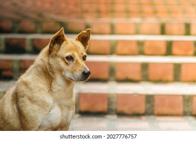 Portrait,A Fat And Large Brown Local Dog,
Stray Dogs That May Have Rabies And Have Not Been Vaccinated
,a Dog Waiting To Receive Food From Tourists.