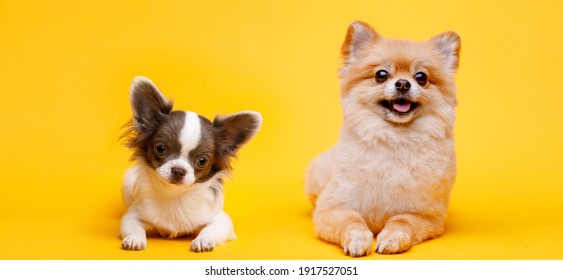 Portraite Of Cute Fluffy Puppies Of Pomeranian Spitz And Chihuahua. Little Smiling Dogs Lying On Bright Trendy Yellow Background. Free Space For Text.