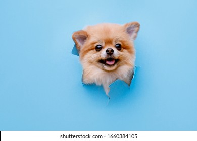 Pomeranian Wall Hd Stock Images Shutterstock