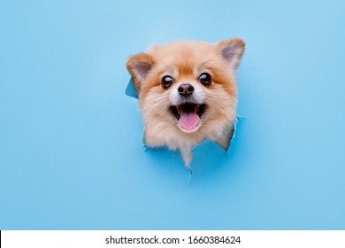Portraite of cute fluffy puppy of pomeranian spitz climbs out of hole in colored background. Little smiling dog on bright trendy blue background. Free space for text.