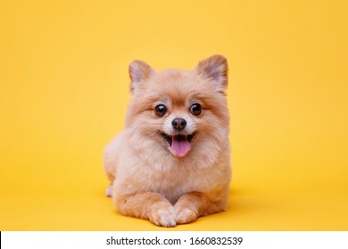 Pomeranian Wall Hd Stock Images Shutterstock