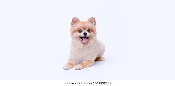 Pomeranian Wall Hd Stock Images Shutterstock