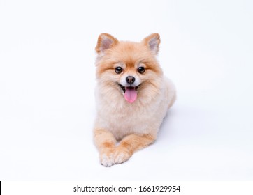 Pomeranian Wall Hd Stock Images Shutterstock
