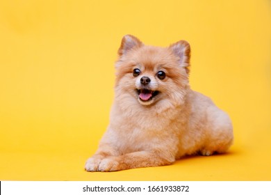 Pomeranian Wall Hd Stock Images Shutterstock