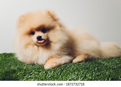 Pomeranian Wall Hd Stock Images Shutterstock