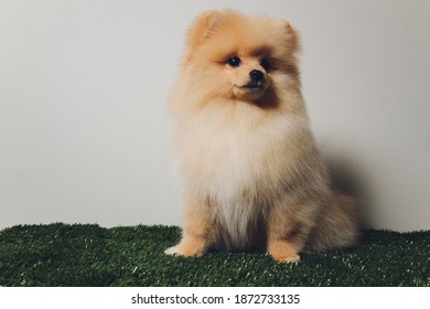 Pomeranian Wall Hd Stock Images Shutterstock