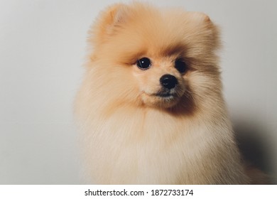 Pomeranian Wall Hd Stock Images Shutterstock