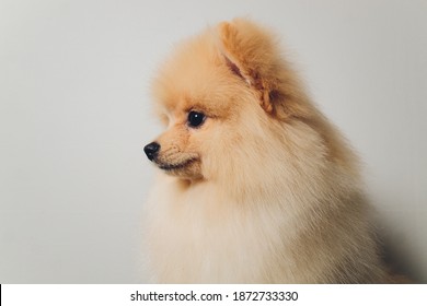 Pomeranian Wall Hd Stock Images Shutterstock