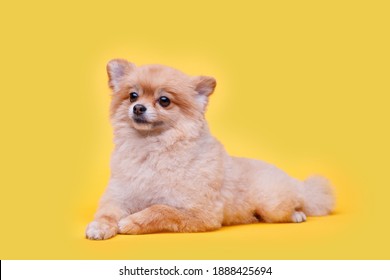 Portraite of cute fluffy puppy of pomeranian spitz. Little smiling dog lying on bright trendy yellow background. Free space for text.
