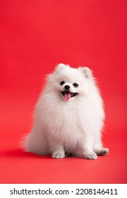 Portraite of cute fluffy puppy of pomeranian spitz. Little smiling dog lying on bright trendy red background. - Shutterstock ID 2208146411