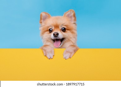 Portraite Of Cute Fluffy Puppy. Top Of Head Of Pomeranian Spitz With Paws Up Peeking Over Blank Banner. Little Smiling Dog Showing Placard With Space For Text On Blue, Yellow Background.