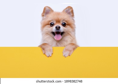 Portraite of cute fluffy puppy. Top of head of pomeranian spitz with paws up peeking over blank banner. Little smiling dog showing placard with space for text on white, yellow background.