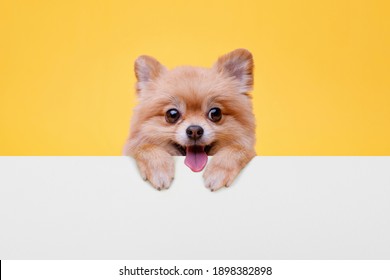 Pomeranian Wall Hd Stock Images Shutterstock