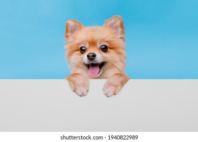 Portraite Of Cute Fluffy Puppy. Top Of Head Of Pomeranian Spitz With Paws Up Peeking Over Blank Banner. Little Smiling Dog Showing Placard With Space For Text On Blue, White Background.