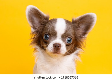 Portraite of cute puppy chihuahua with blue eyes. Little smiling dog on bright trendy yellow background. Free space for text. - Powered by Shutterstock