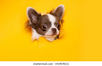 Portraite of cute puppy chihuahua climbs out of hole in colored background. Little smiling dog on bright trendy yellow background. Free space for text.