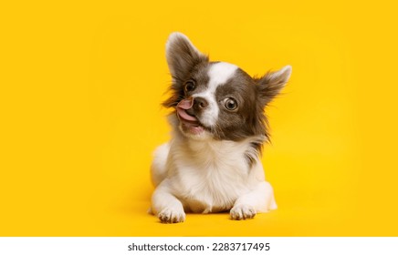Portraite of cute puppy chihuahua. Little smiling dog on bright trendy yellow background.