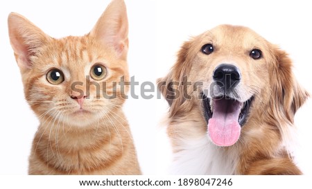 Portraits of beautiful lovely pets