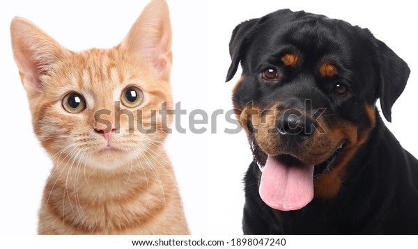 Portraits of beautiful lovely cat and dog pets