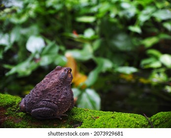 Portraits Close Up Of A Rough Skin Ugly Deep Brown Fat Toad With Dry Skin Sun Bathing On A Brick With Green Moss At Fish Pond In Home Garden Blur Green Environment Outdoor Background