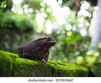 Portraits Close Up Of A Rough Skin Ugly Deep Brown Fat Toad With Dry Skin Sun Bathing On A Brick With Green Moss At Fish Pond In Home Garden Blur Green Environment Outdoor Background