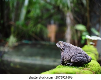 Portraits Close Up Of A Rough Skin Ugly Deep Brown Fat Toad With Dry Skin Sun Bathing On A Brick With Green Moss At Fish Pond In Home Garden Blur Green Environment Outdoor Background