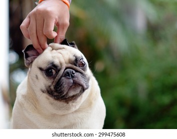 Dog Pulling Face Images Stock Photos Vectors Shutterstock