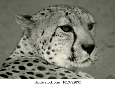 Portraits Of The Cool South African Cheetah.